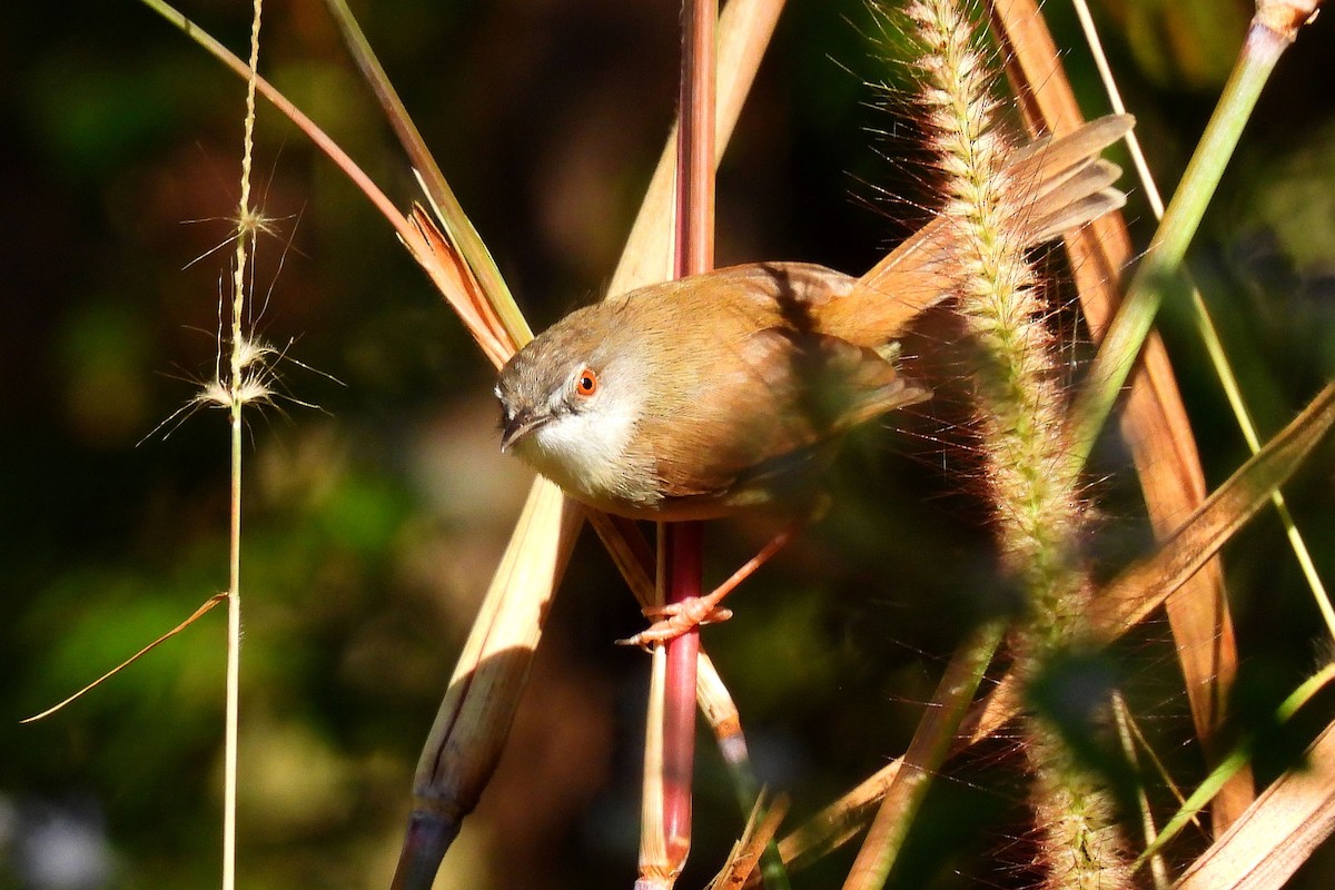Rufescent Prinia - ML647015479