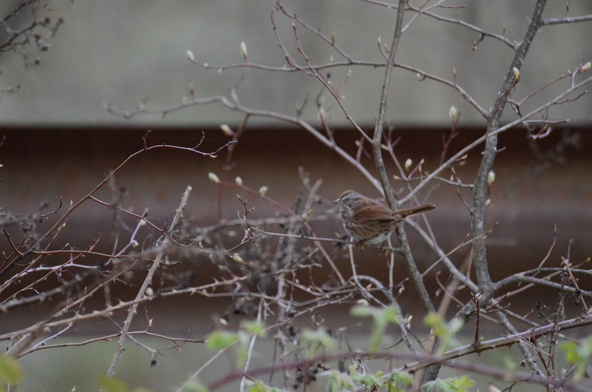 Song Sparrow - ML647015480