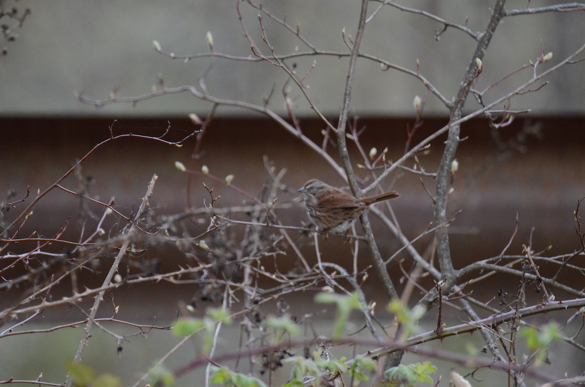 Song Sparrow - ML647015481