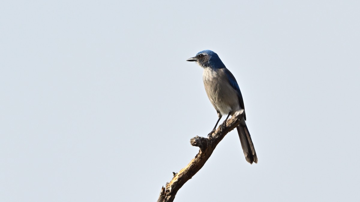 Woodhouse's Scrub-Jay - ML647015501