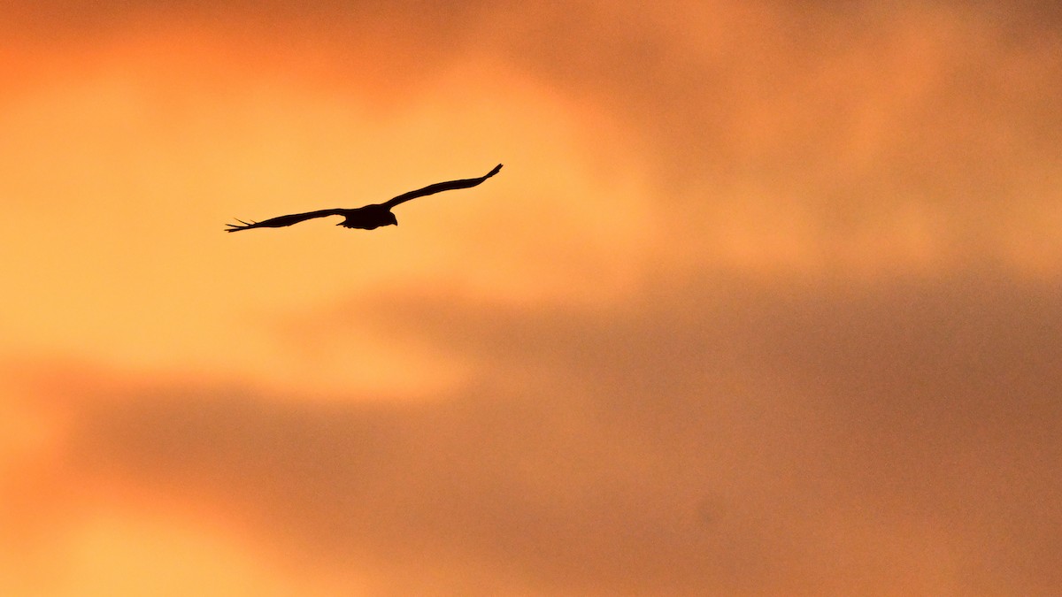 Corvo imperiale - ML647015503