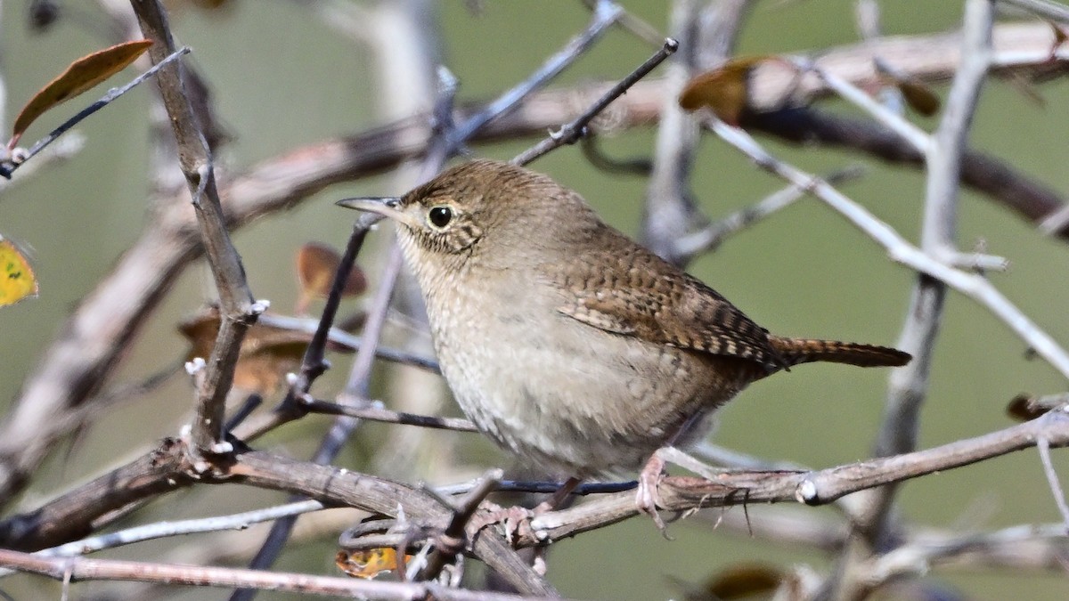 Northern House Wren - ML647015507