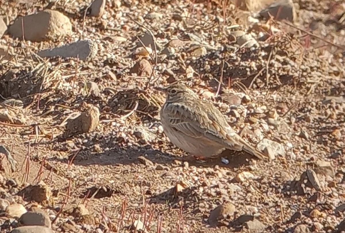 Согсоот болжмор - ML647015511