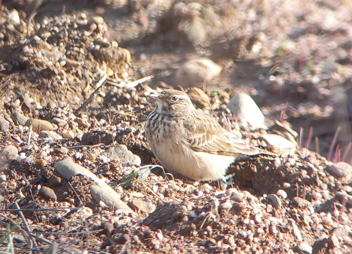 Согсоот болжмор - ML647015516