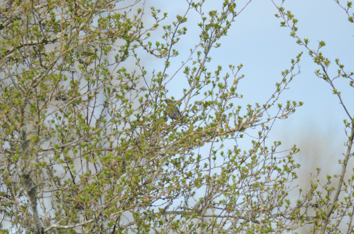 American Robin - ML647015529