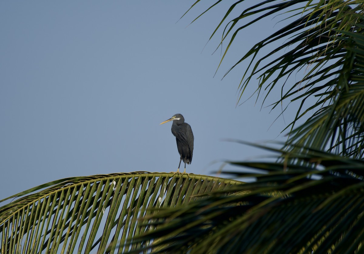 Western Reef-Heron - ML647015532