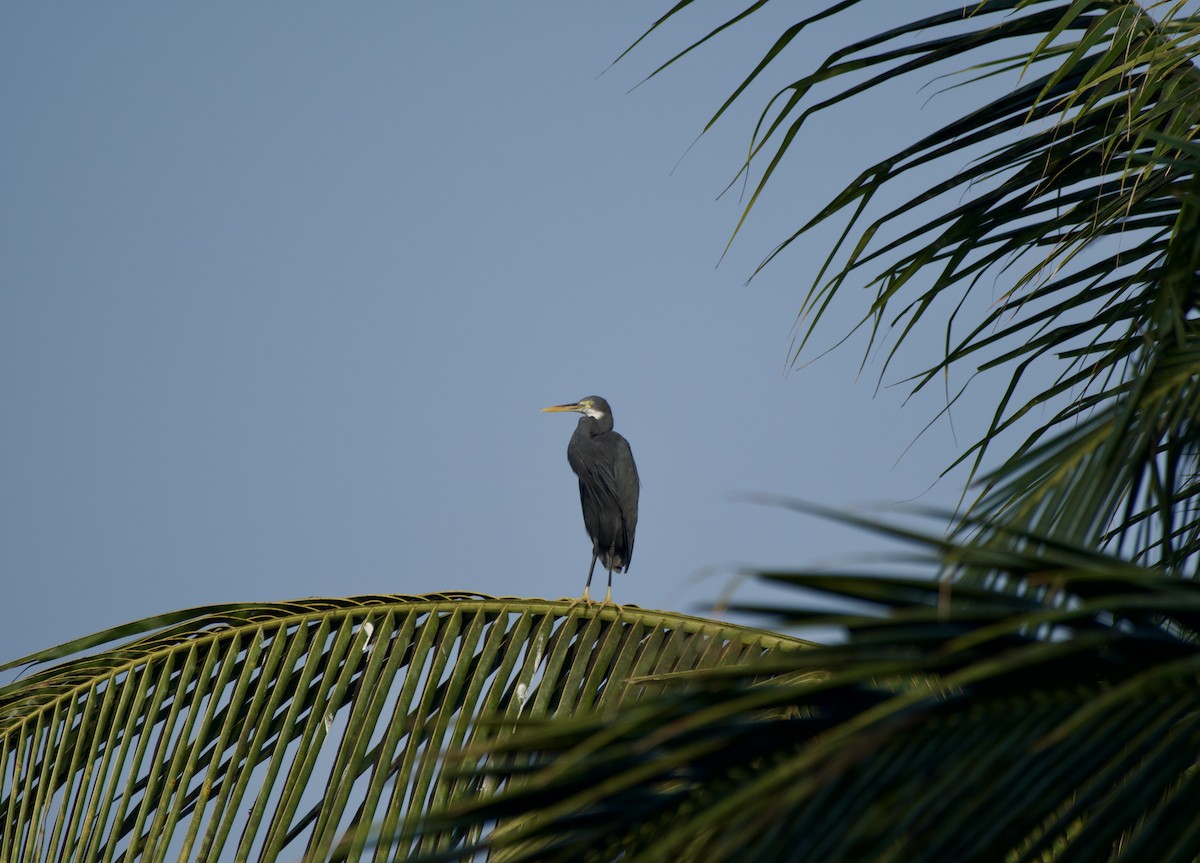 Western Reef-Heron - ML647015533