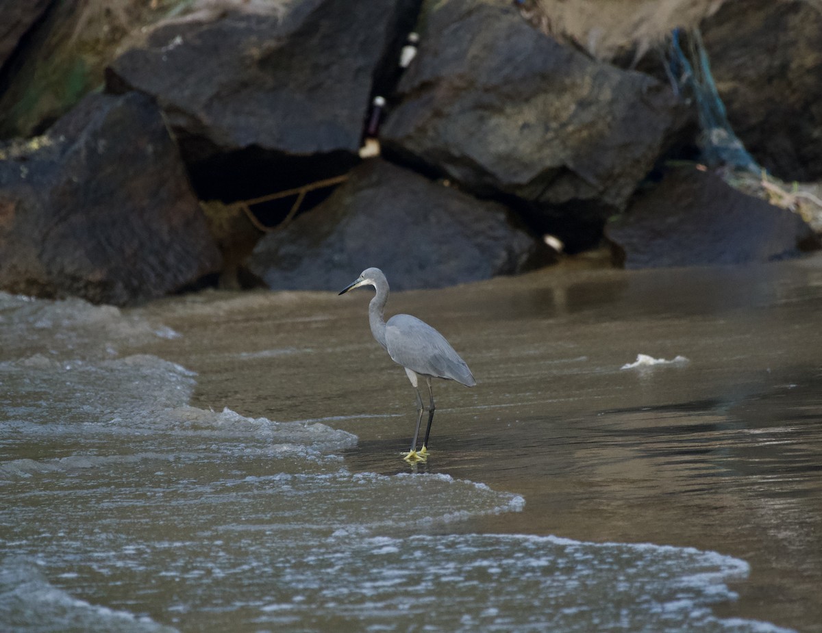 Western Reef-Heron - ML647015534
