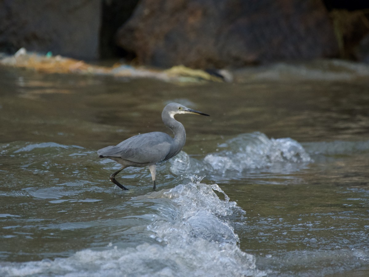 Western Reef-Heron - ML647015535