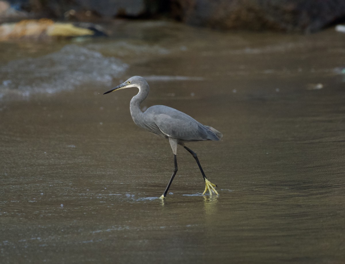 Western Reef-Heron - ML647015536