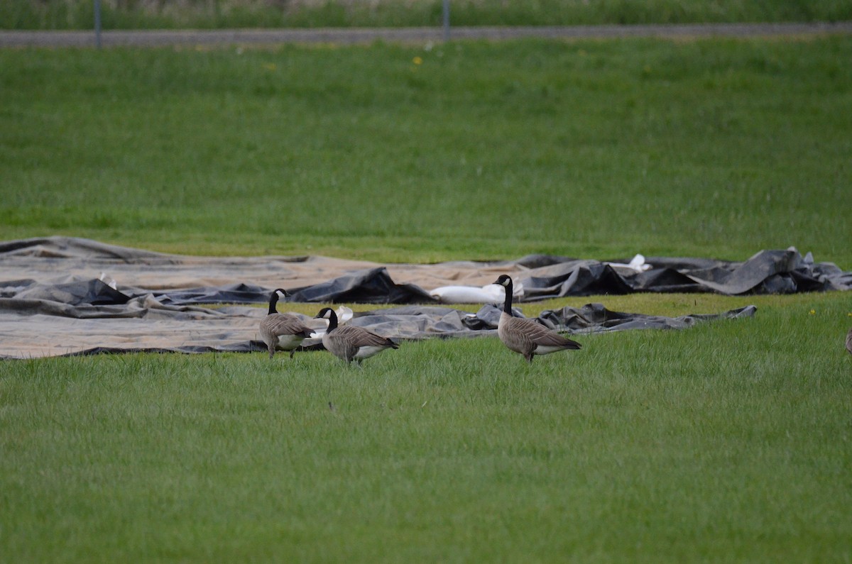 Canada Goose - ML647015544