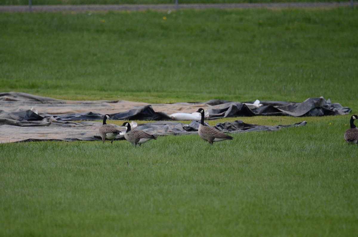 Canada Goose - ML647015545