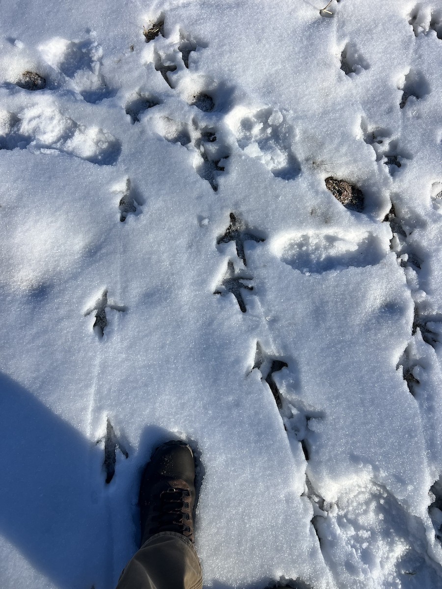 Wild Turkey - ML647015555