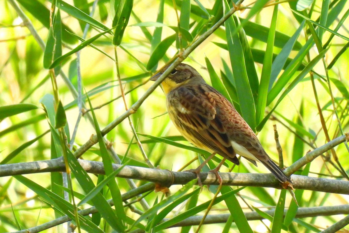 strnad obojkový - ML647015571