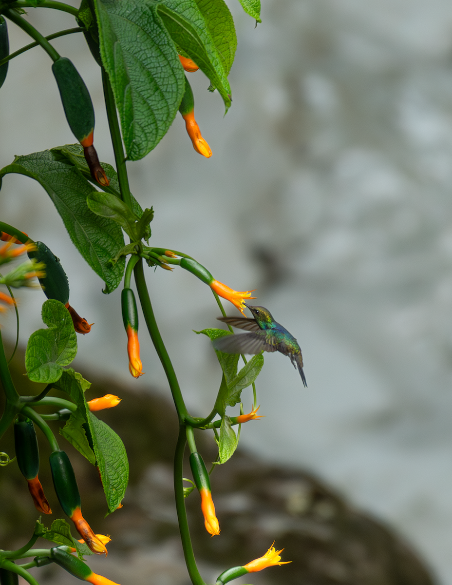 Fork-tailed Woodnymph - ML647015577