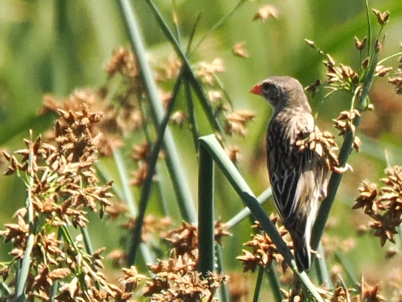 Kelea mokogorria - ML647015582