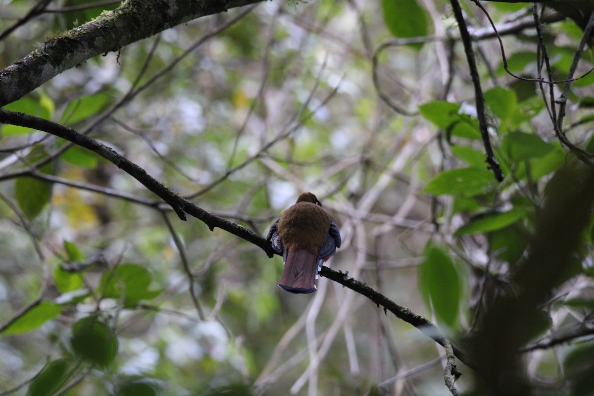 Collared Trogon - ML647015583
