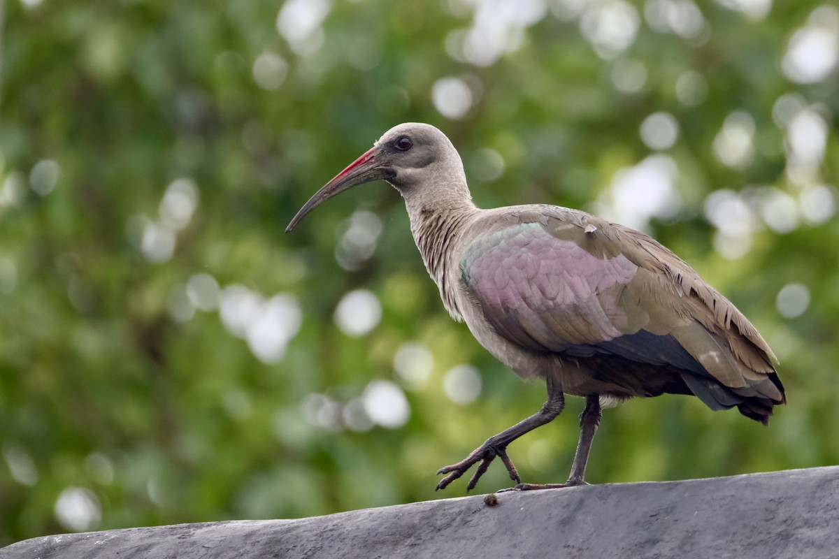 Hadada Ibis - ML647015611