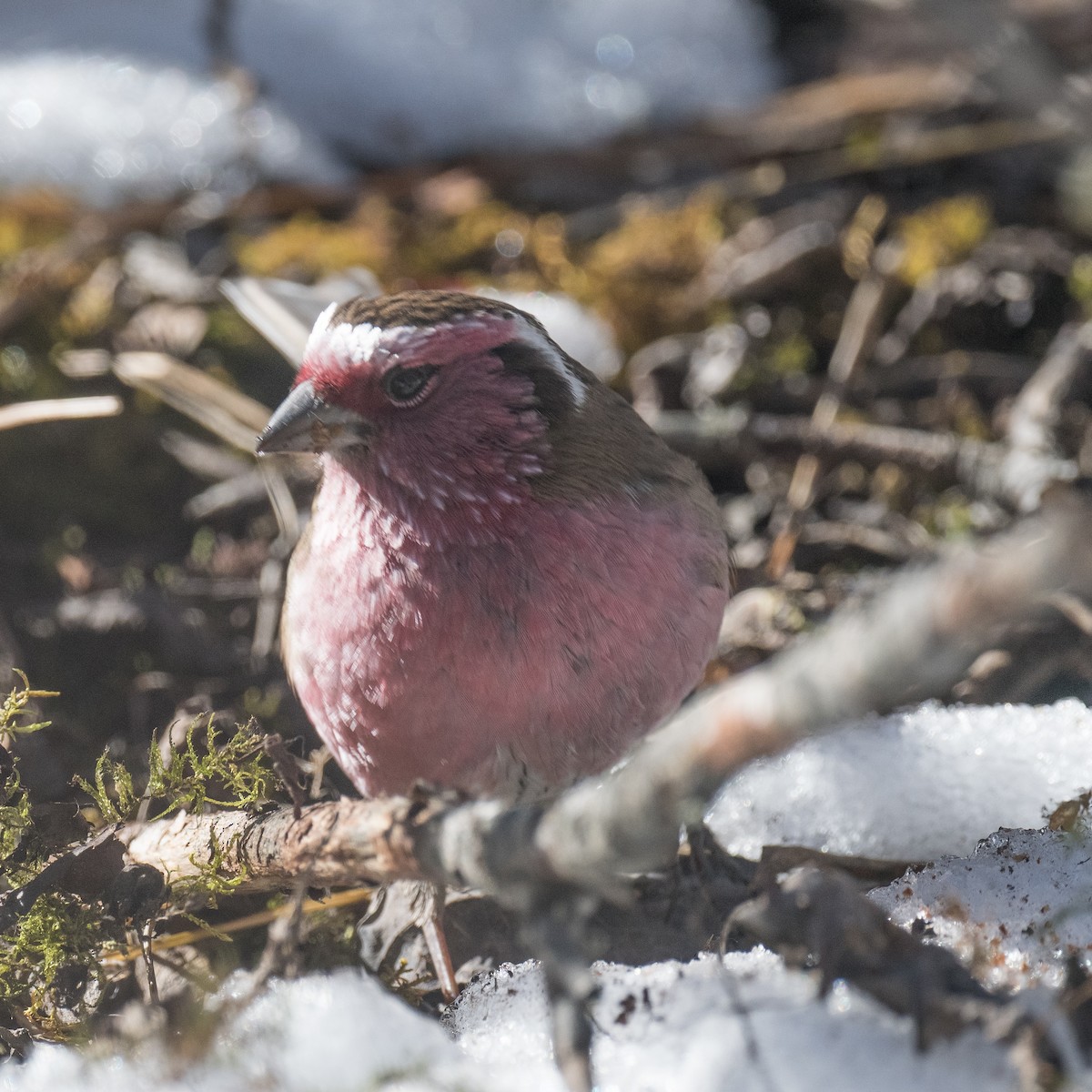 Chinese White-browed Rosefinch - ML647015612