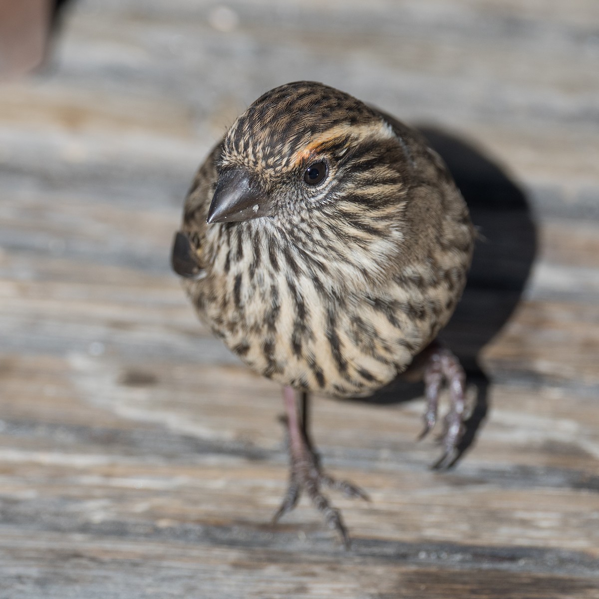 Chinese White-browed Rosefinch - ML647015613