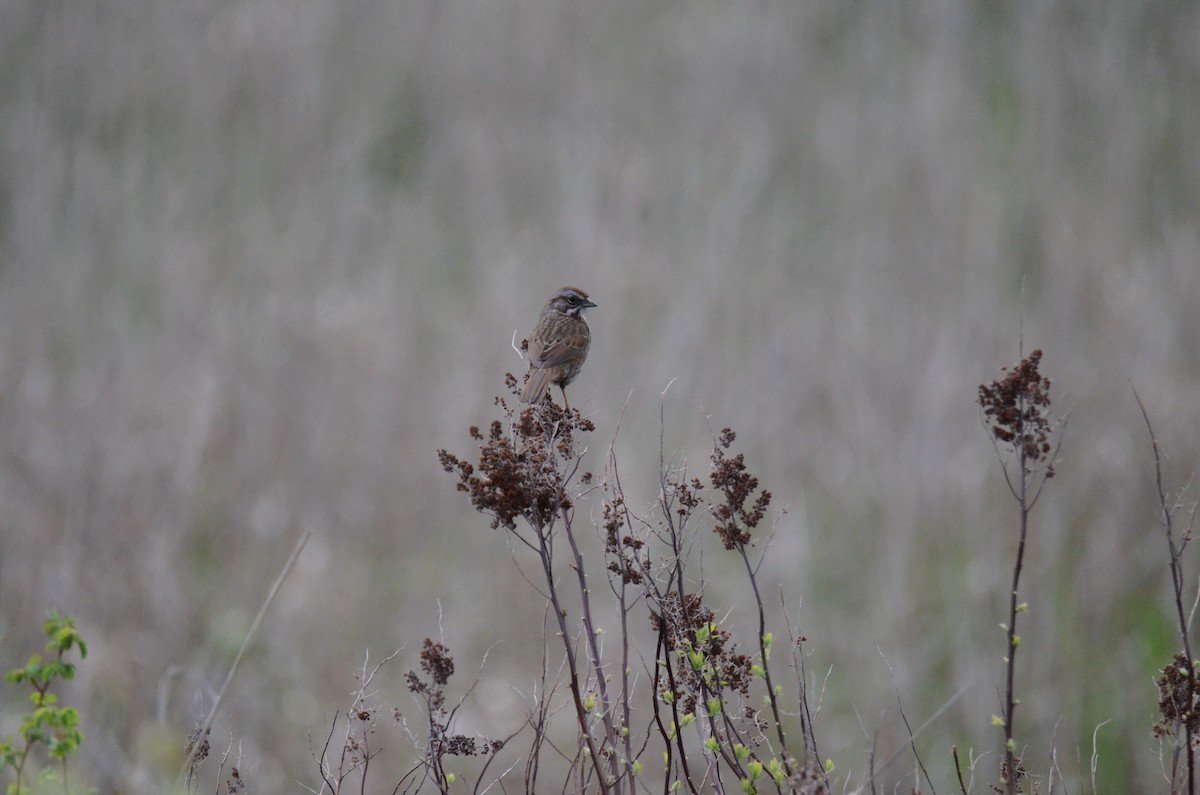 Song Sparrow - ML647015620