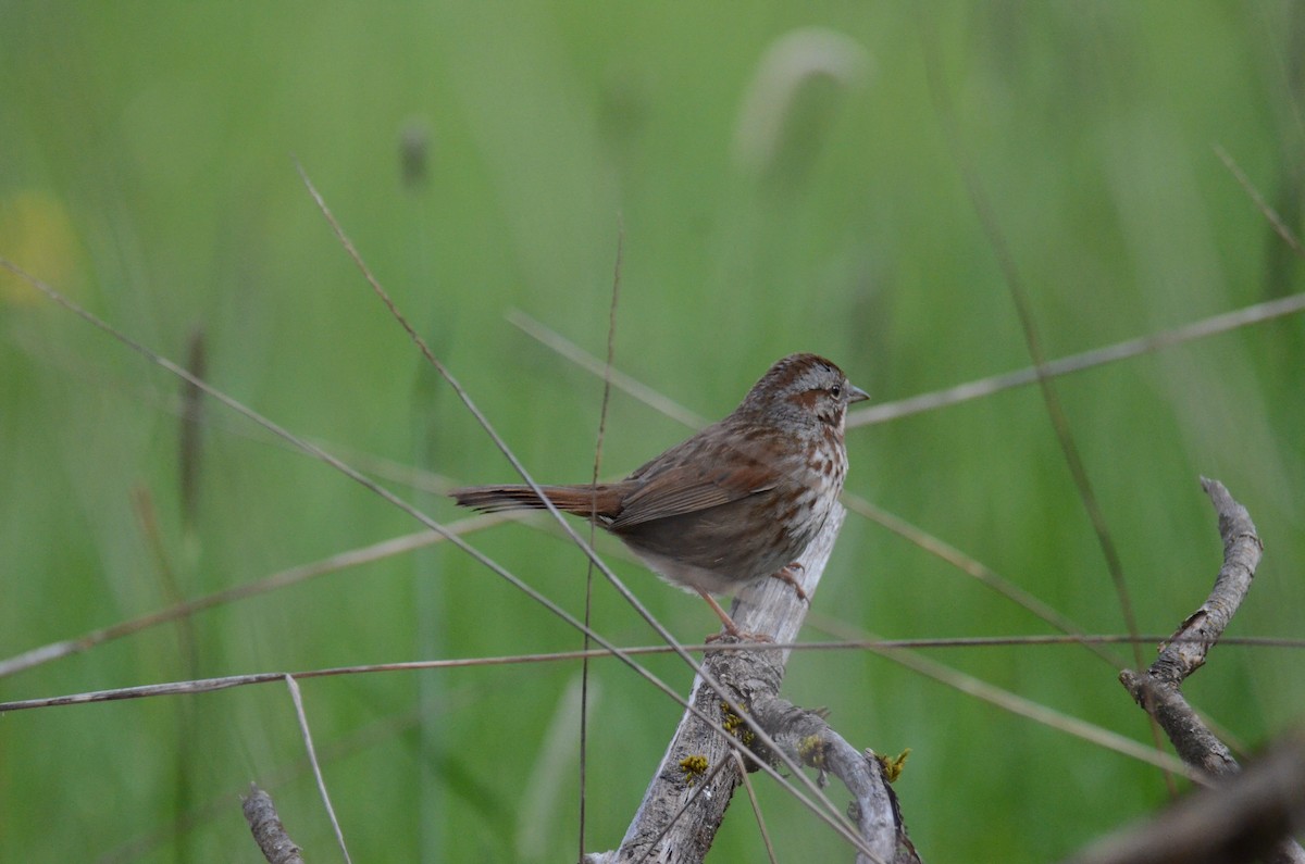 Song Sparrow - ML647015621