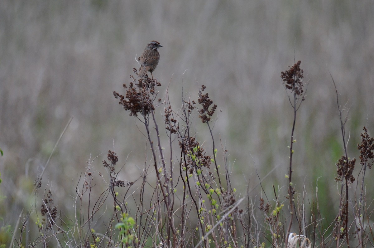 Song Sparrow - ML647015622