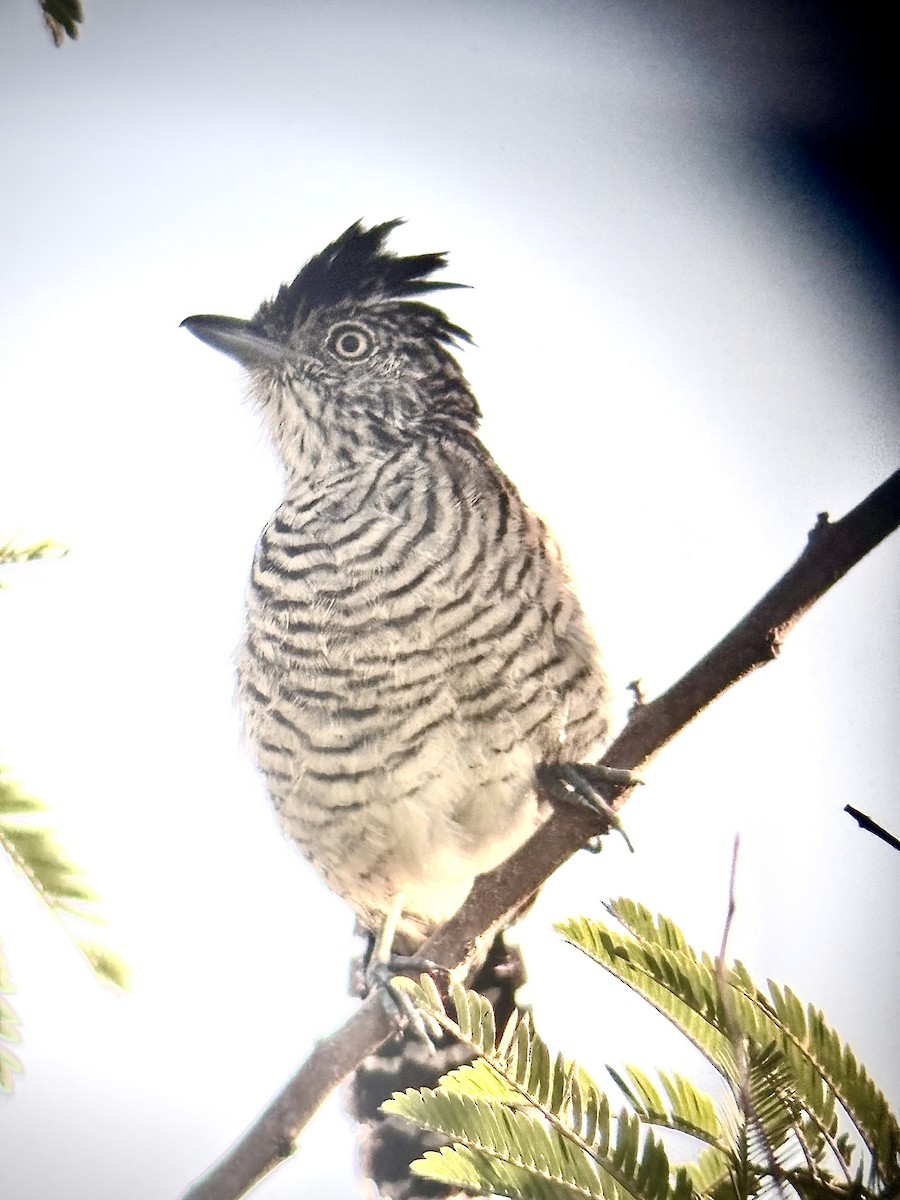 Barred Antshrike - ML647015623