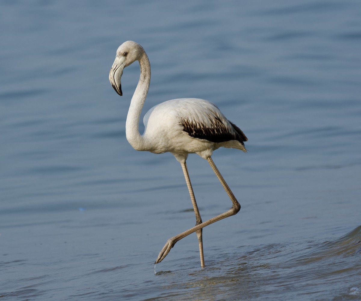 Greater Flamingo - ML647015640