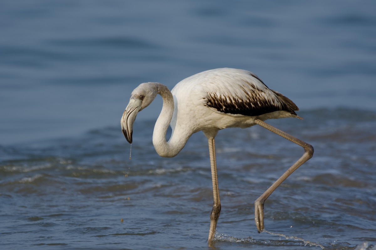 Greater Flamingo - ML647015641