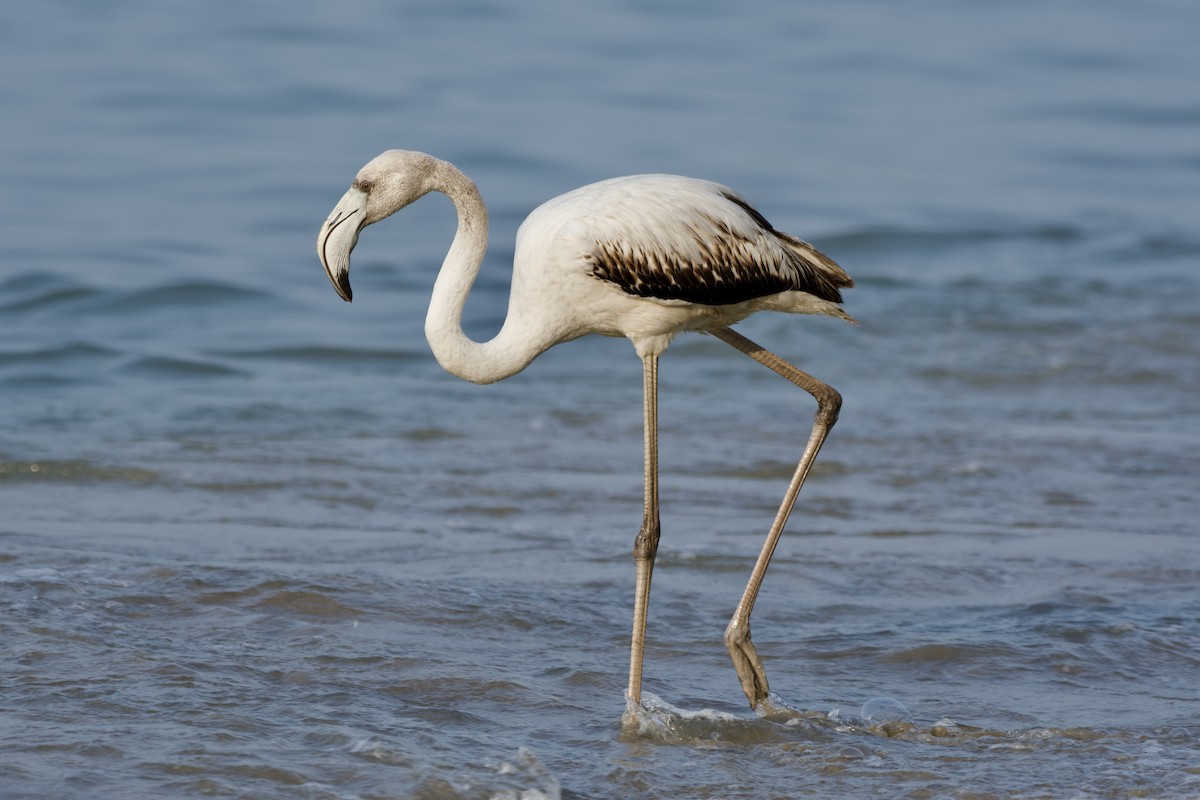Greater Flamingo - ML647015642