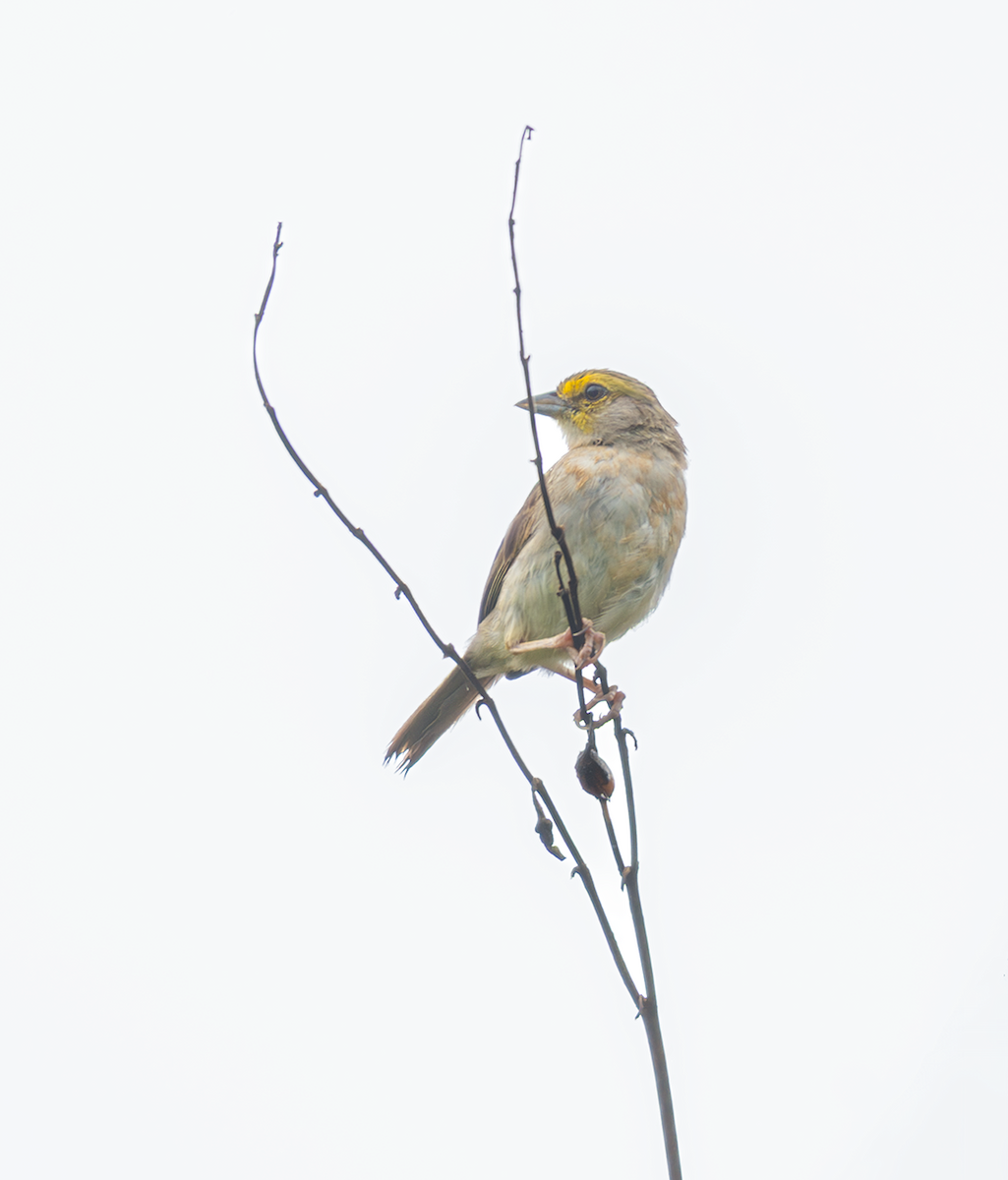 Yellow-browed Sparrow - ML647015659