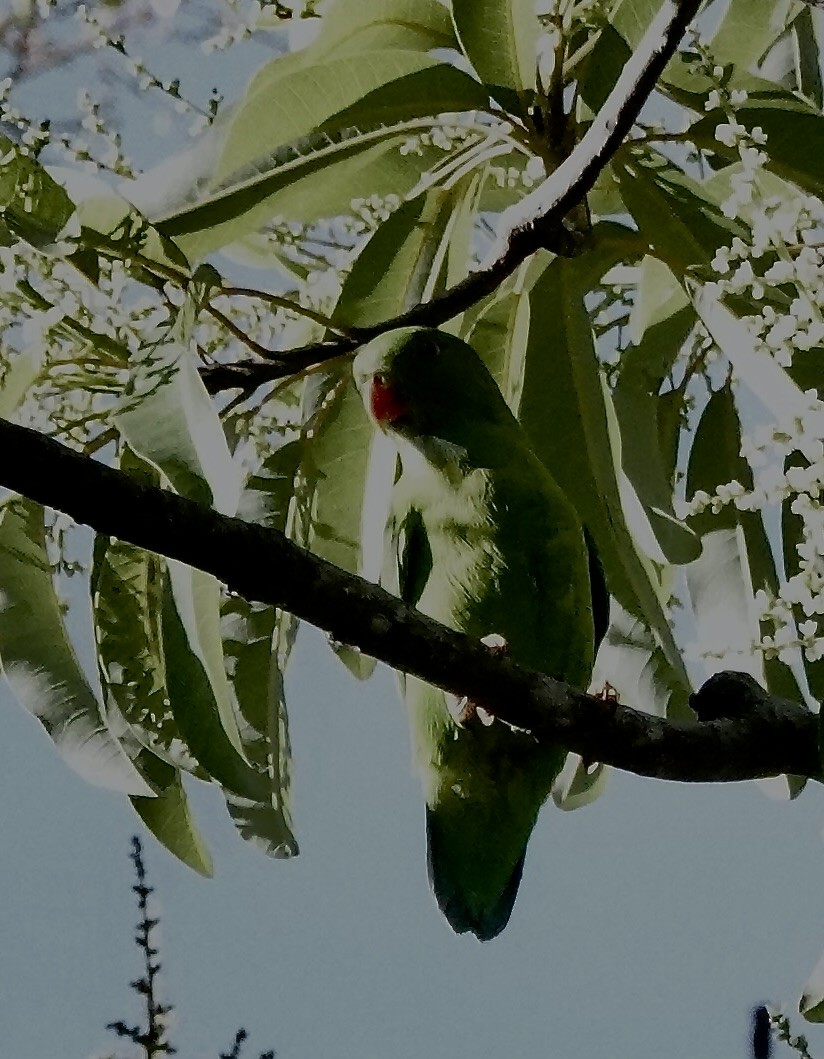 Vernal Hanging-Parrot - ML647015668