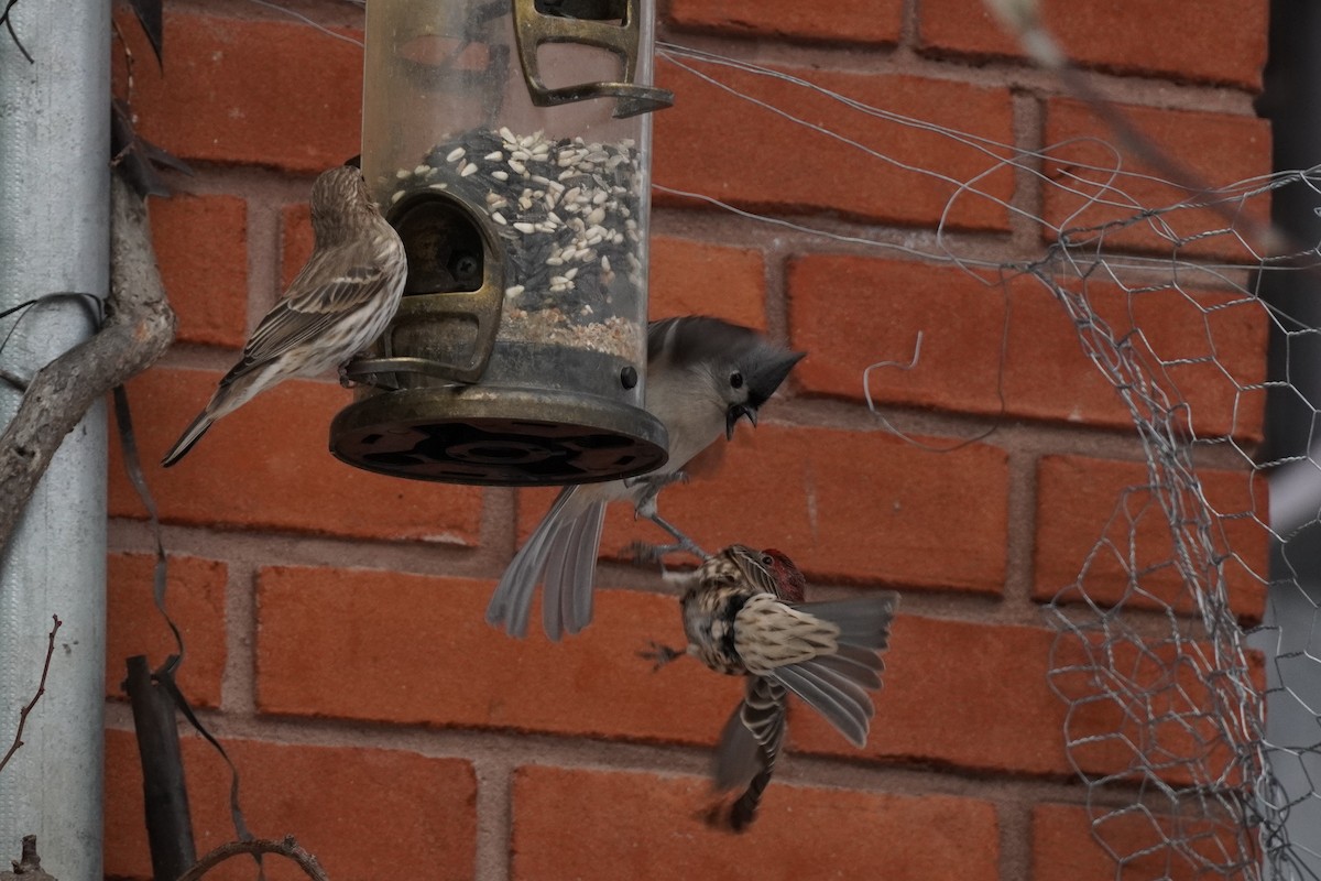 Tufted Titmouse - ML647015671