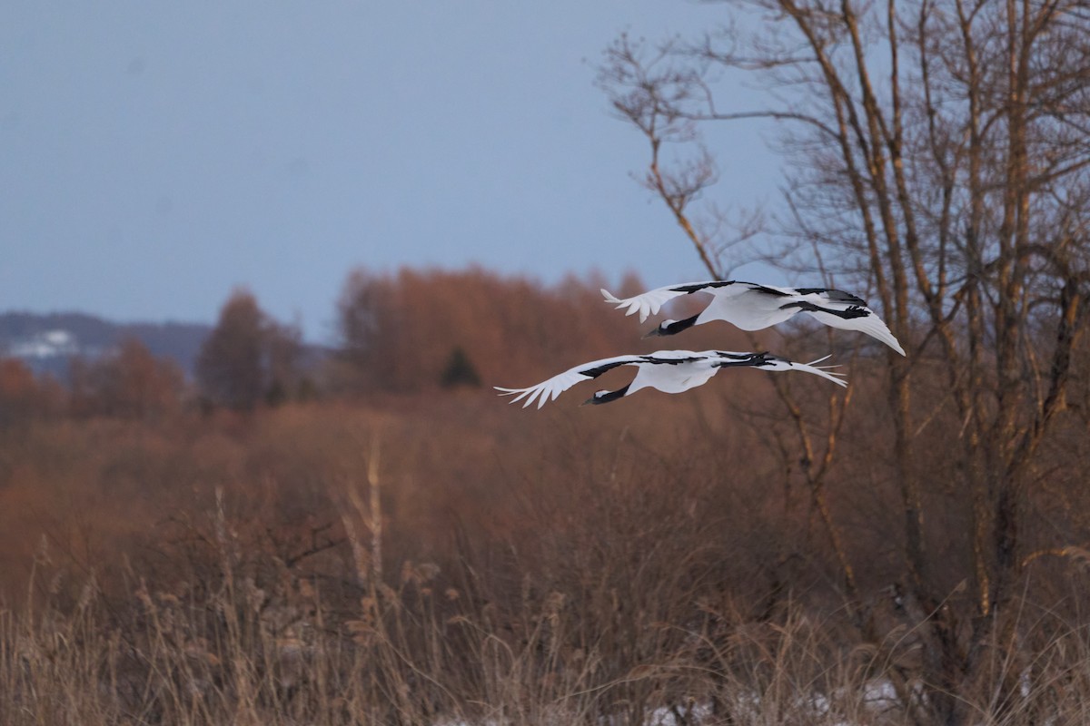 丹頂鶴 - ML647015674