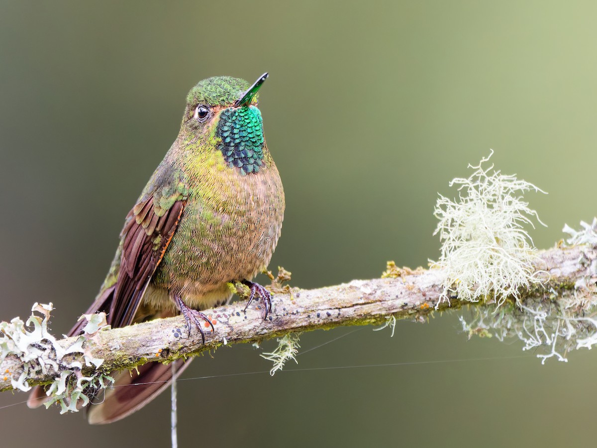 Tiryan Metalkuyruğu - ML647015692