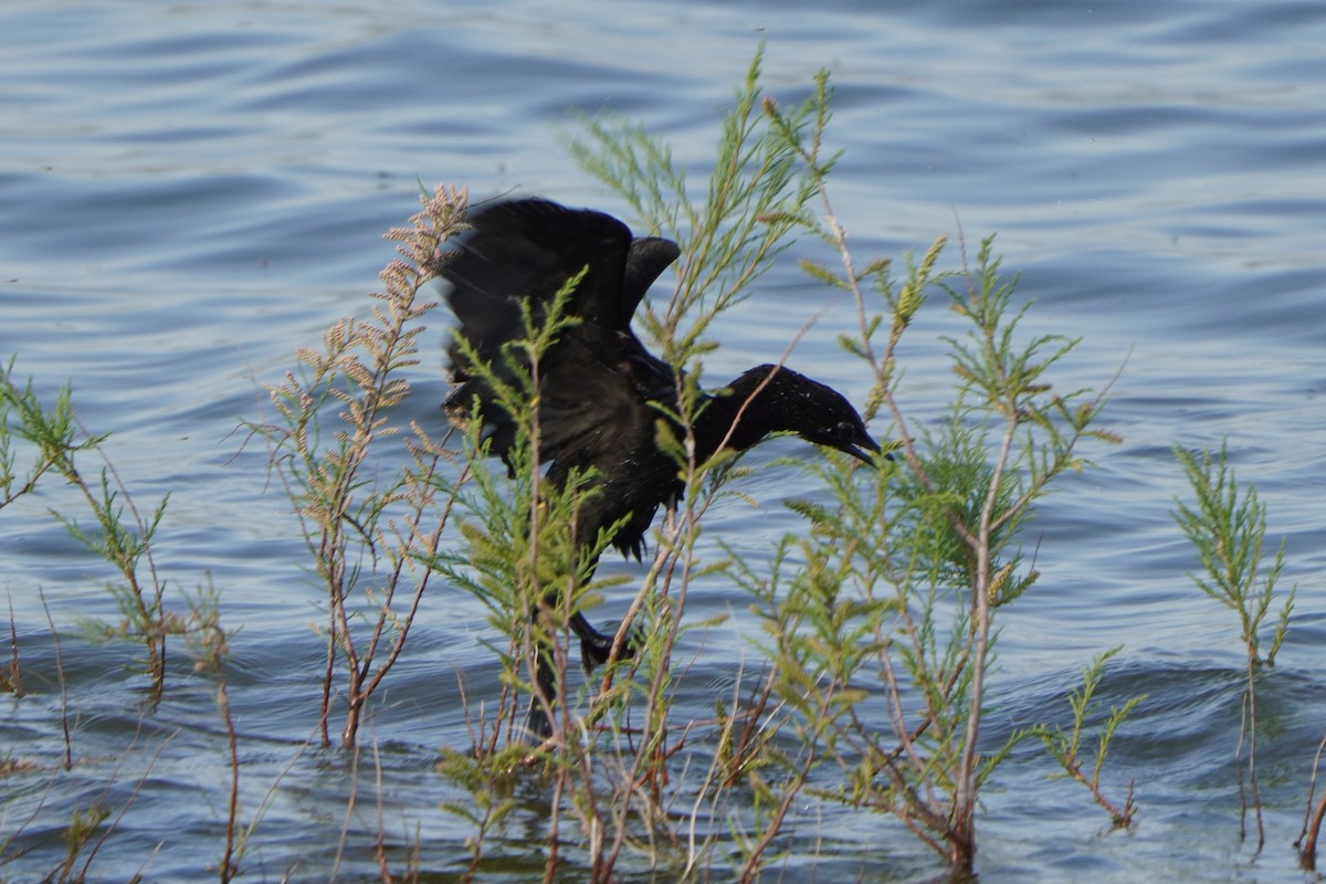 Cormorán Pigmeo - ML647015705