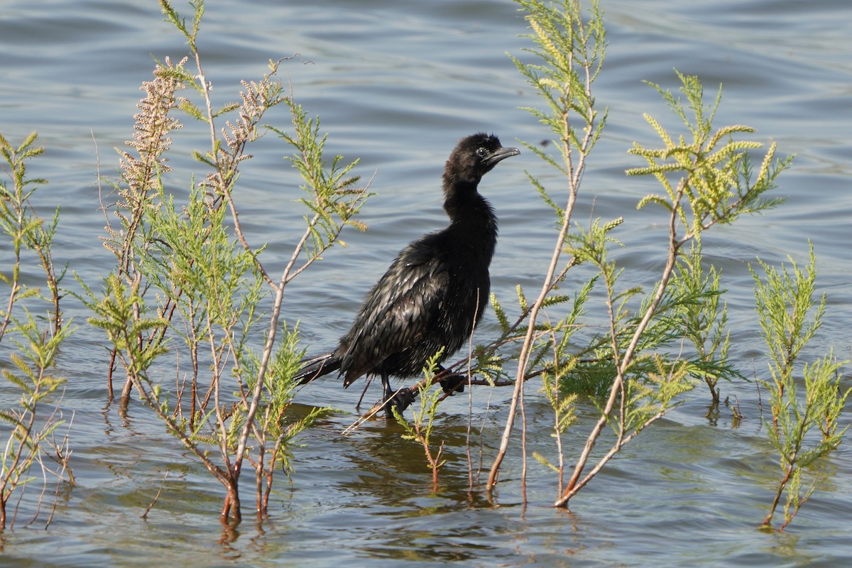 Cormorán Pigmeo - ML647015706