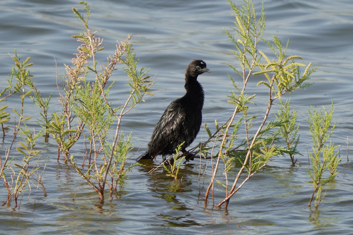 Cormorán Pigmeo - ML647015707