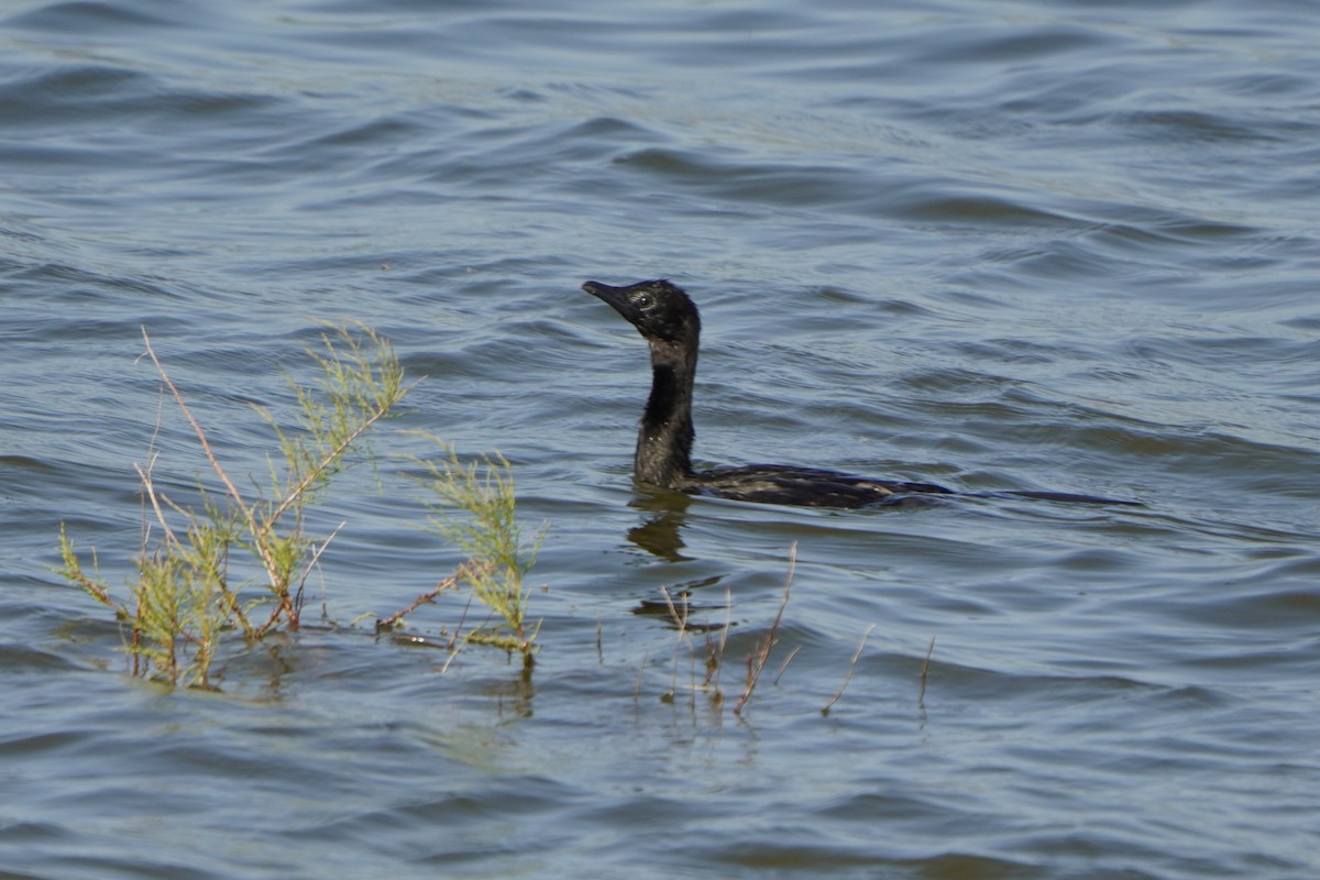 Cormorán Pigmeo - ML647015708