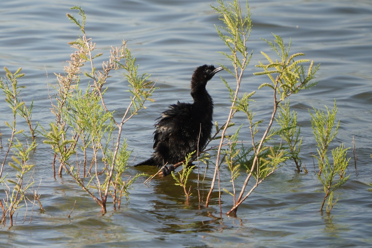 Cormorán Pigmeo - ML647015709