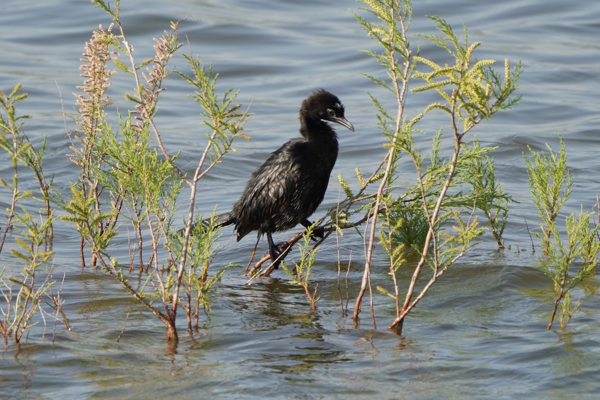 Cormorán Pigmeo - ML647015710