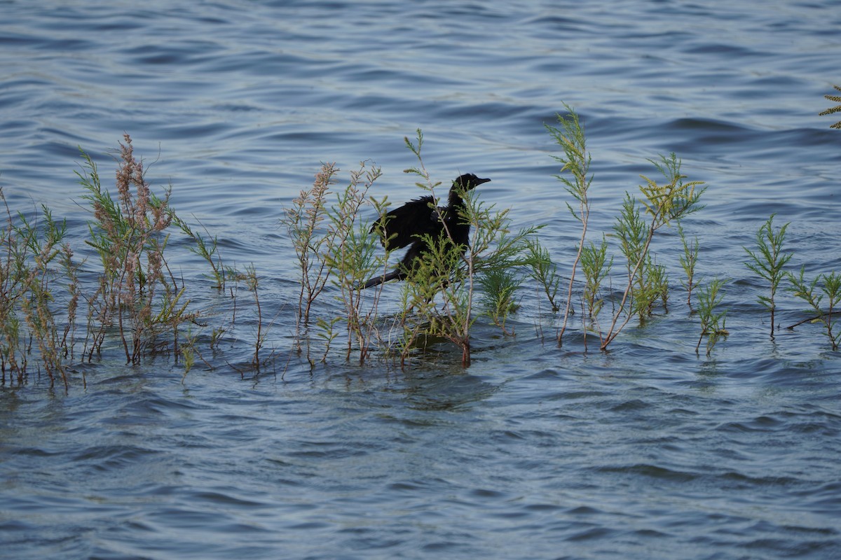 Cormorán Pigmeo - ML647015711