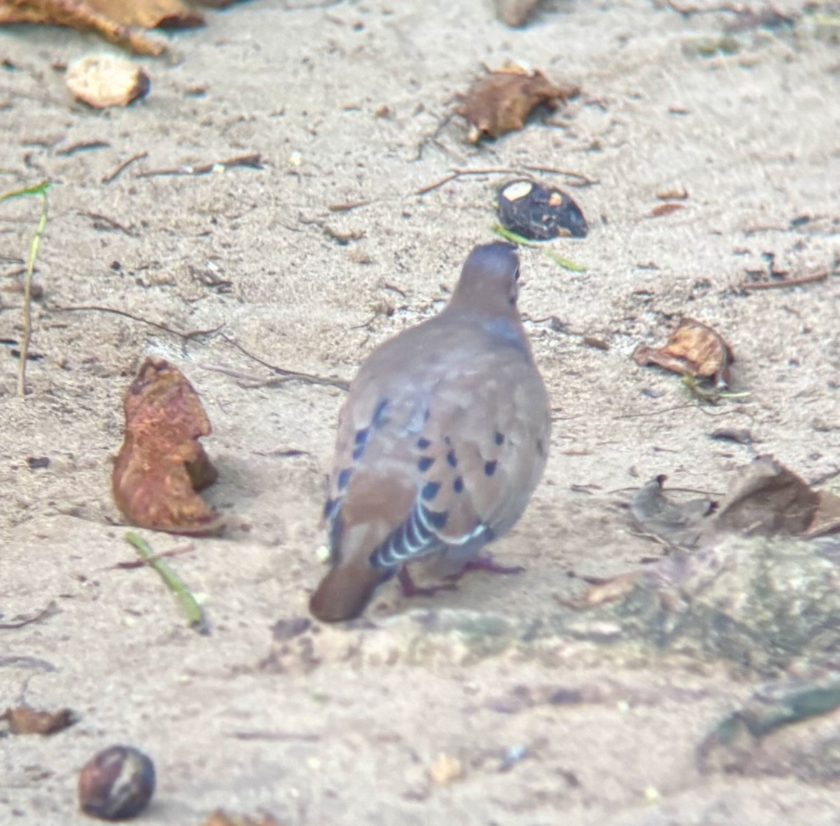 Zenaida Dove - ML647015716