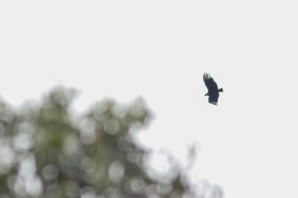 Чёрная катарта - ML647015725