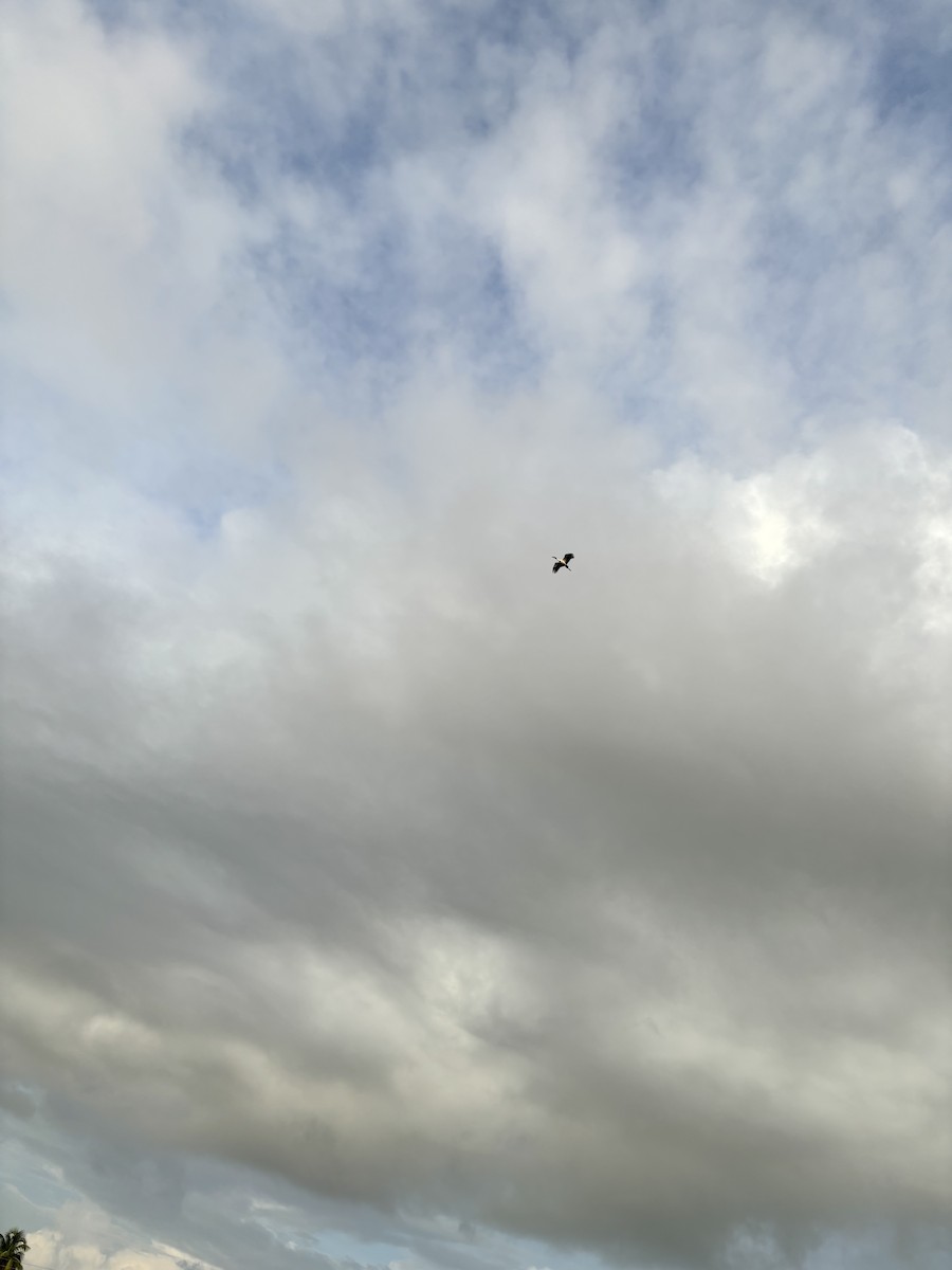 Лелека-молюскоїд індійський - ML647015726