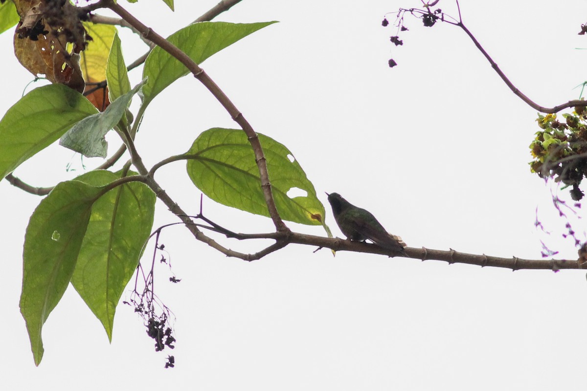 Tiryan Metalkuyruğu - ML647015735