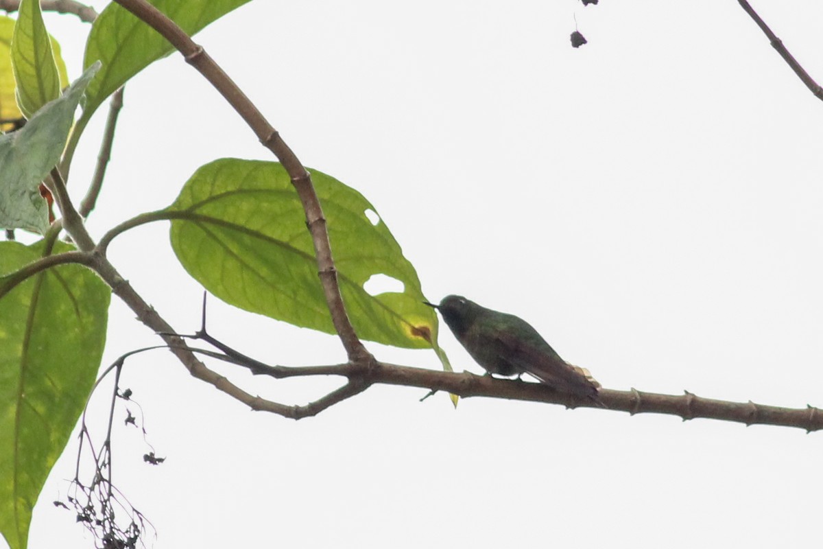 Tiryan Metalkuyruğu - ML647015745