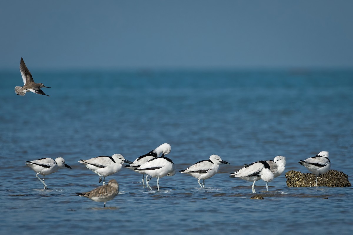 Crab-Plover - ML647015750