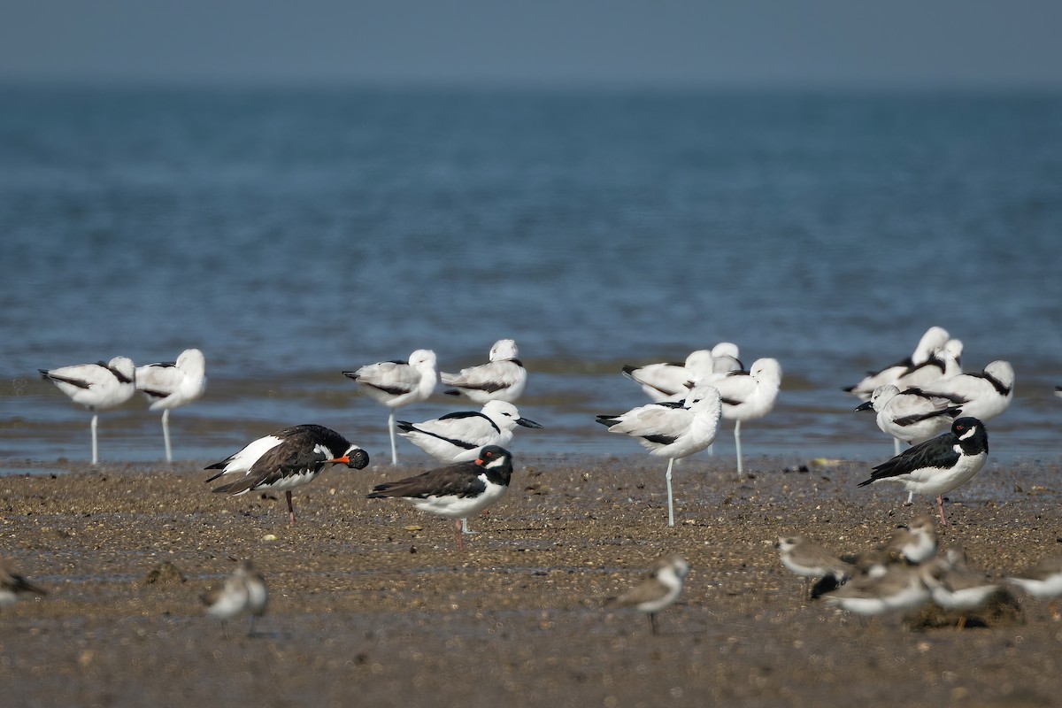 Crab-Plover - ML647015751